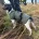 English Springer Spaniel