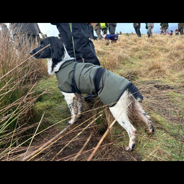 English Springer Spaniel