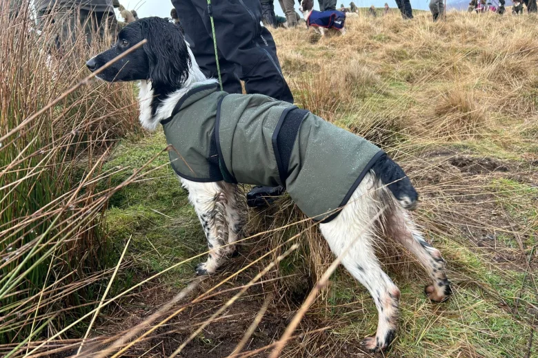 English Springer Spaniel