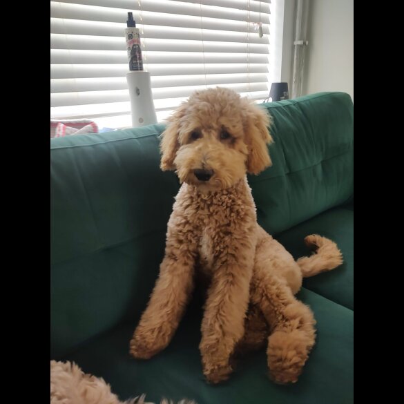 Goldendoodle