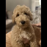 Goldendoodle
