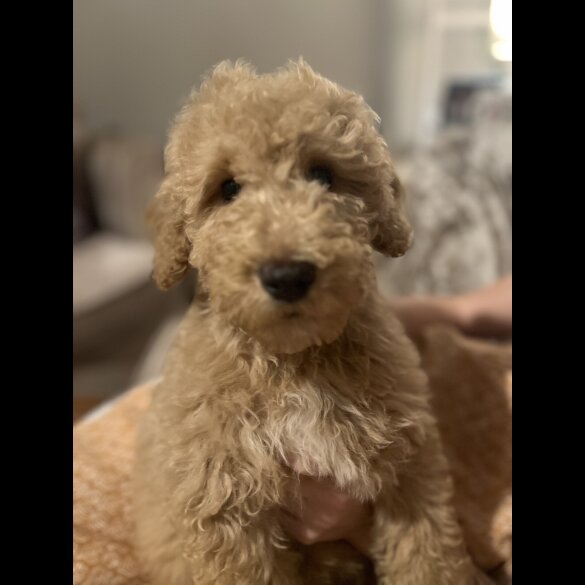 Goldendoodle