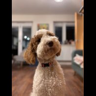 Goldendoodle