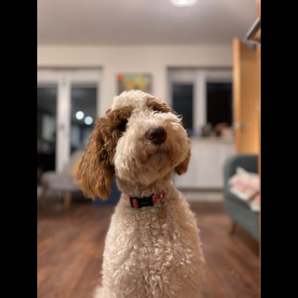Goldendoodle