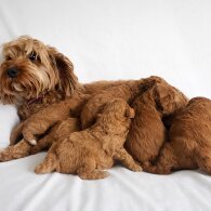Cavapoo