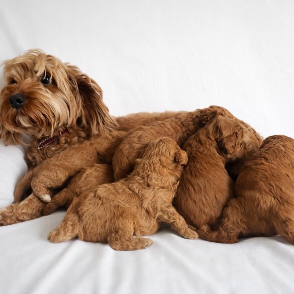 Cavapoo