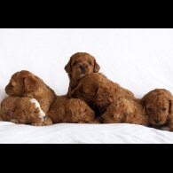 Cavapoo