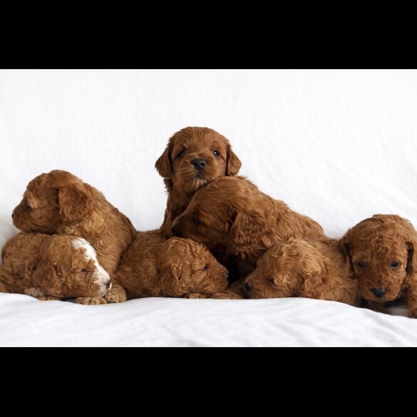 Cavapoo