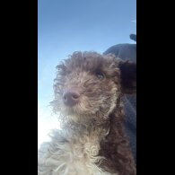 Cockapoo
