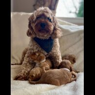 Cavapoo