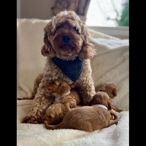 Cavapoo