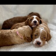 Cavapoo