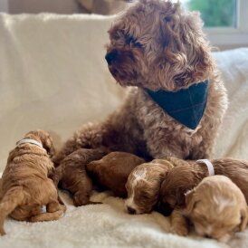 Cavapoo