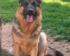German Shepherd (Alsatian)