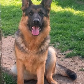 German Shepherd (Alsatian)