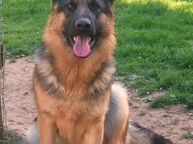 German Shepherd (Alsatian)
