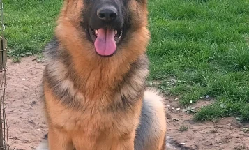 German Shepherd (Alsatian)