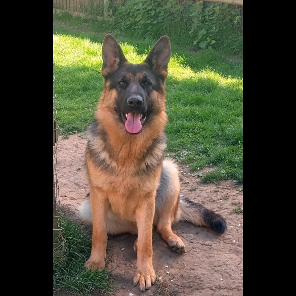 German Shepherd (Alsatian)