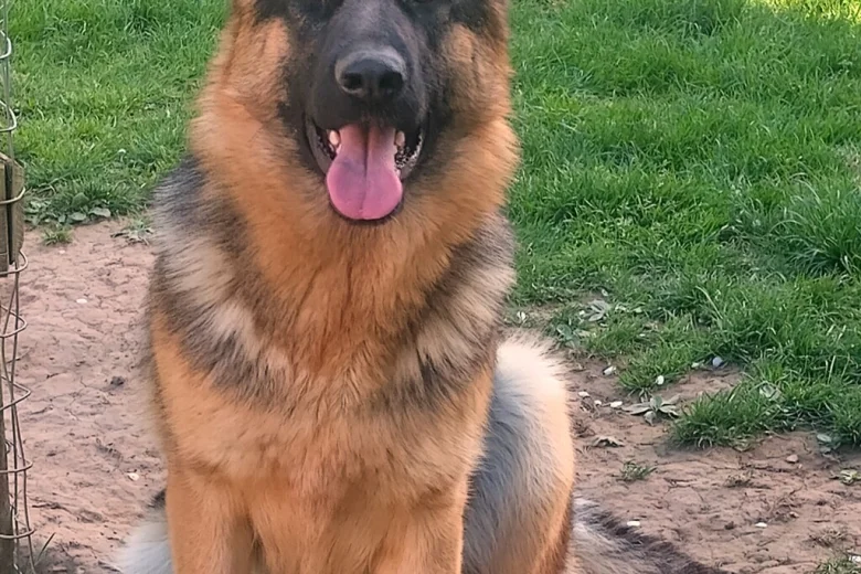 German Shepherd (Alsatian)