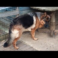 German Shepherd (Alsatian)