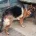 German Shepherd (Alsatian)