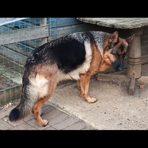 German Shepherd (Alsatian)