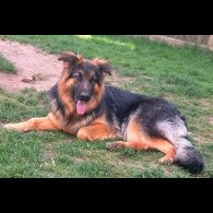 German Shepherd (Alsatian)