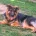 German Shepherd (Alsatian)