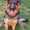 German Shepherd (Alsatian)