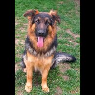 German Shepherd (Alsatian)