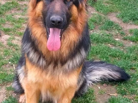 German Shepherd (Alsatian)