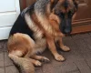 German Shepherd (Alsatian)