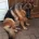 German Shepherd (Alsatian)
