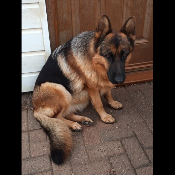 German Shepherd (Alsatian)