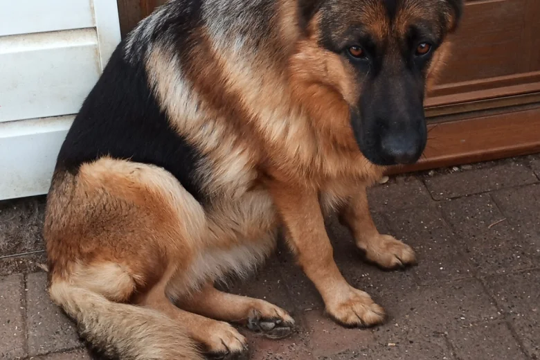 German Shepherd (Alsatian)