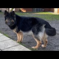 German Shepherd (Alsatian)