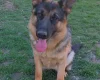 German Shepherd (Alsatian)
