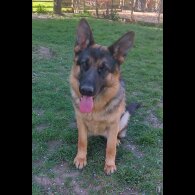 German Shepherd (Alsatian)