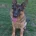 German Shepherd (Alsatian)