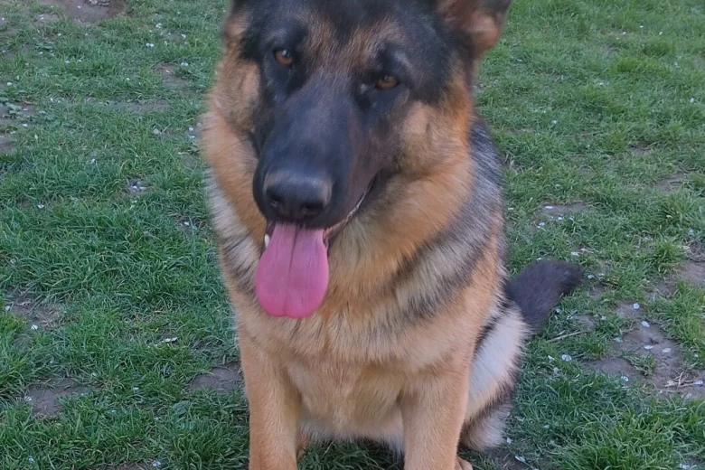 German Shepherd (Alsatian)