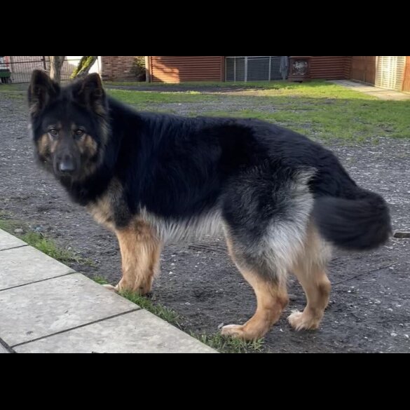 German Shepherd (Alsatian)