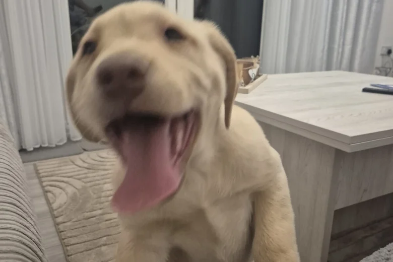 Labrador Retriever