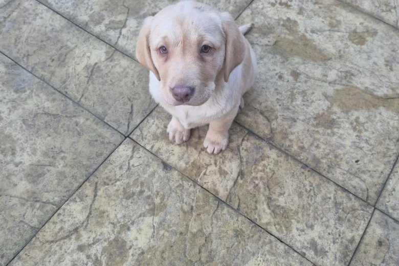 Labrador Retriever