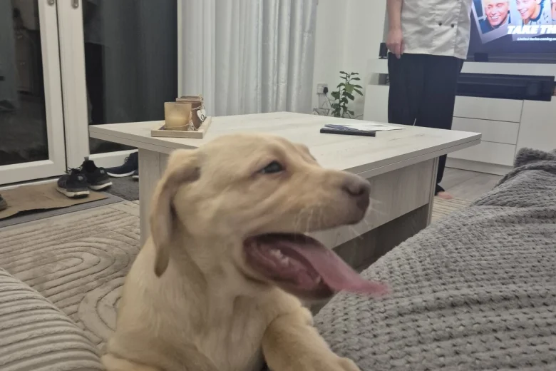 Labrador Retriever