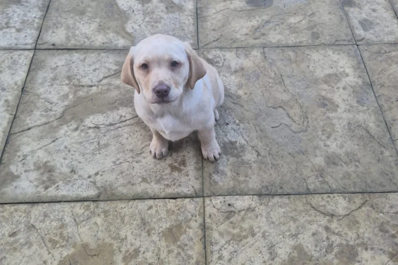 Labrador Retriever