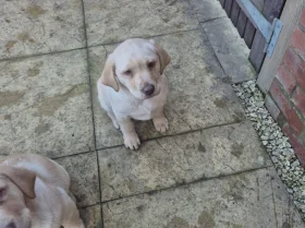 Labrador Retriever