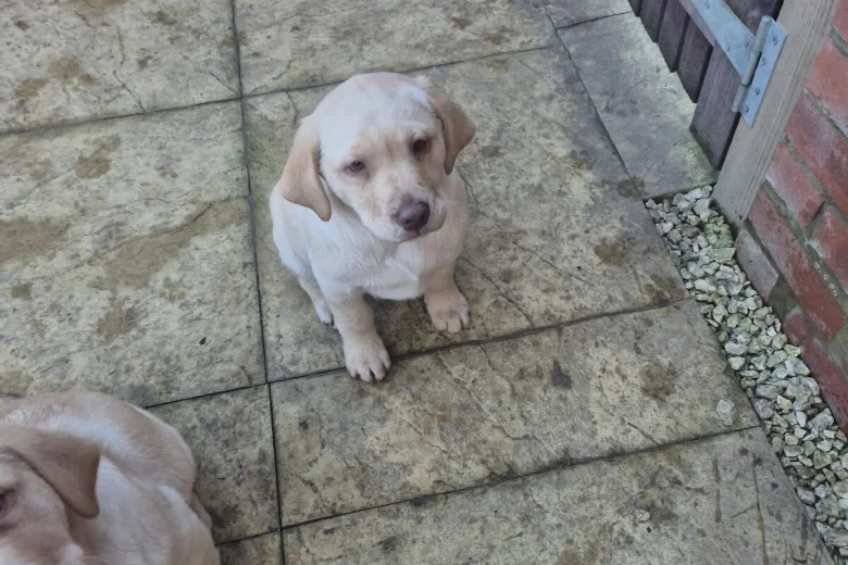 Labrador Retriever