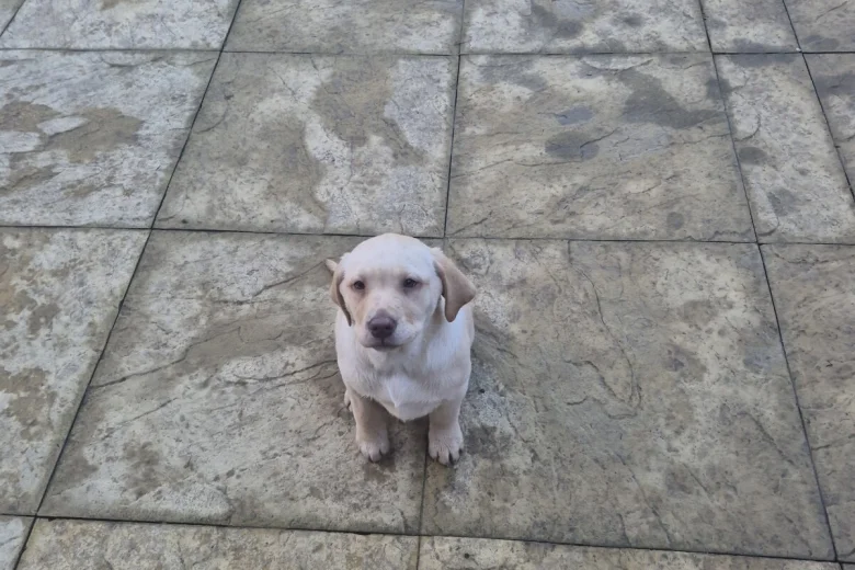 Labrador Retriever