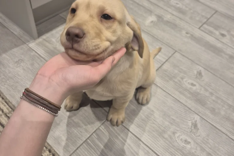 Labrador Retriever