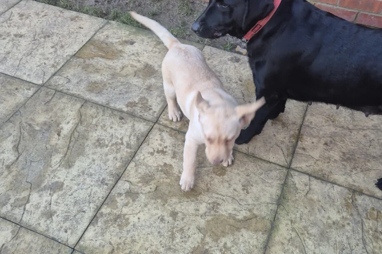 Labrador Retriever